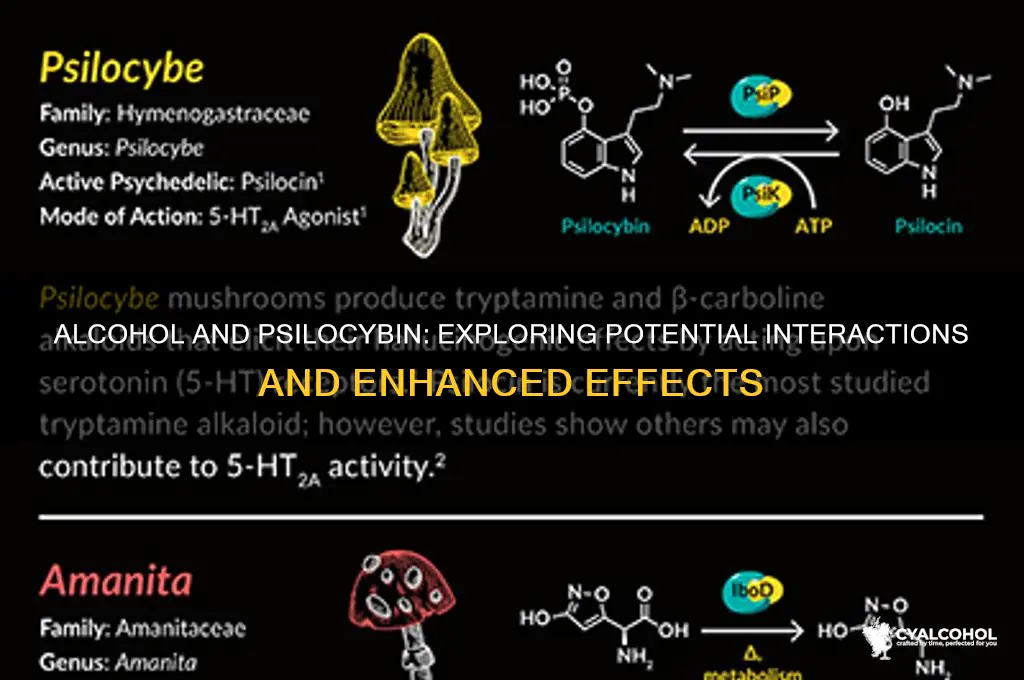 does alcohol potentate psilocybin