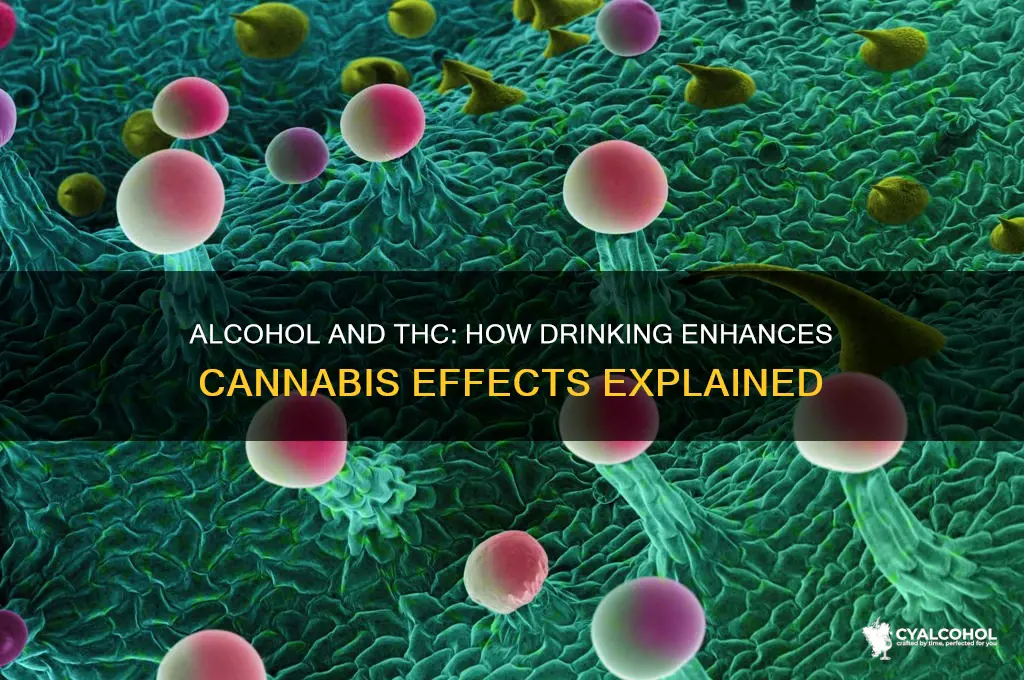does alcohol potentiate thc