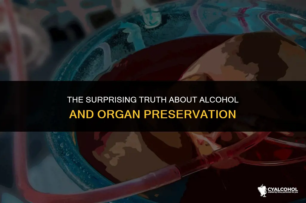 does alcohol preserve your organs
