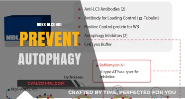 Alcohol and Autophagy: Does Drinking Inhibit Cellular Cleansing?