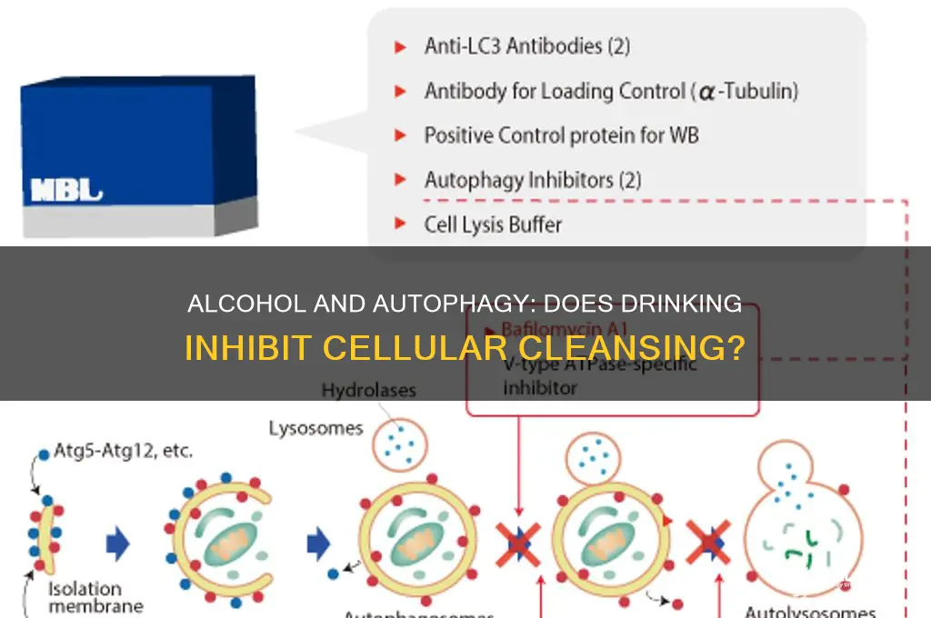 does alcohol prevent autophagy