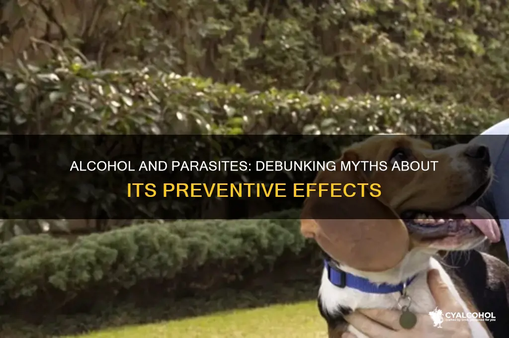 does alcohol prevent parasites