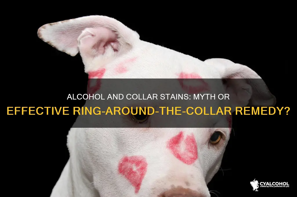 does alcohol prevent ringa a round the collar