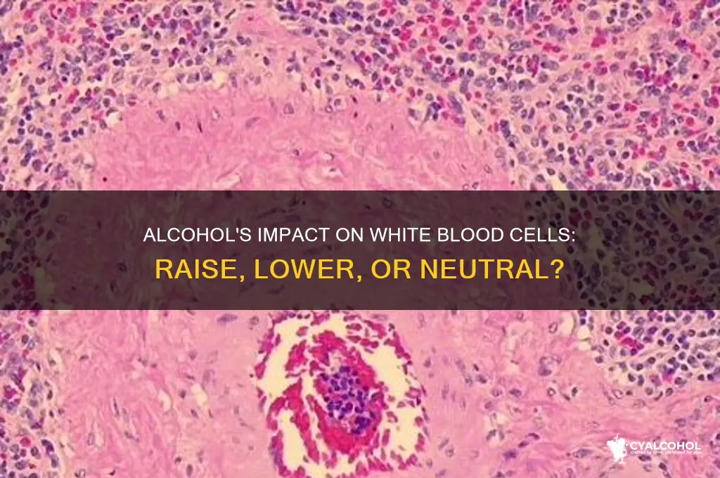 does alcohol raise or lower wbc
