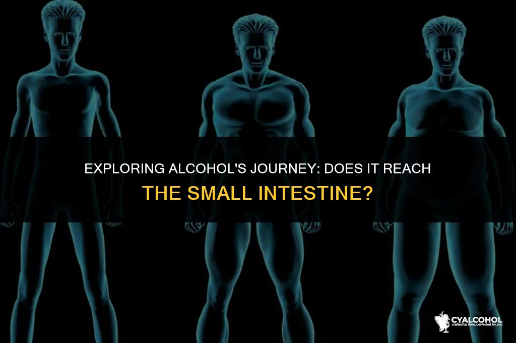 does alcohol reach small intestine