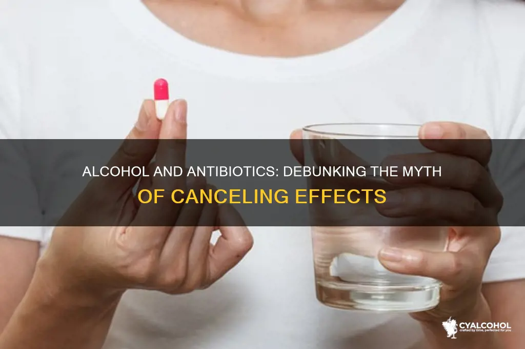 does alcohol really cancel out antibiotics
