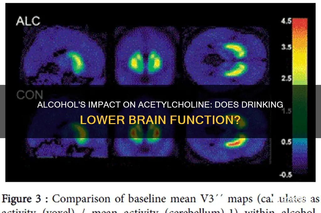 does alcohol reduce acetylcholine