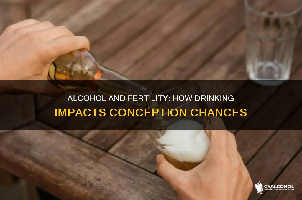 does alcohol reduce chances of conception