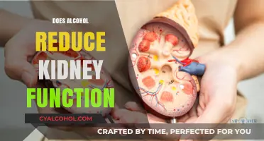 Exploring the Effects of Alcohol on Kidney Health and Function