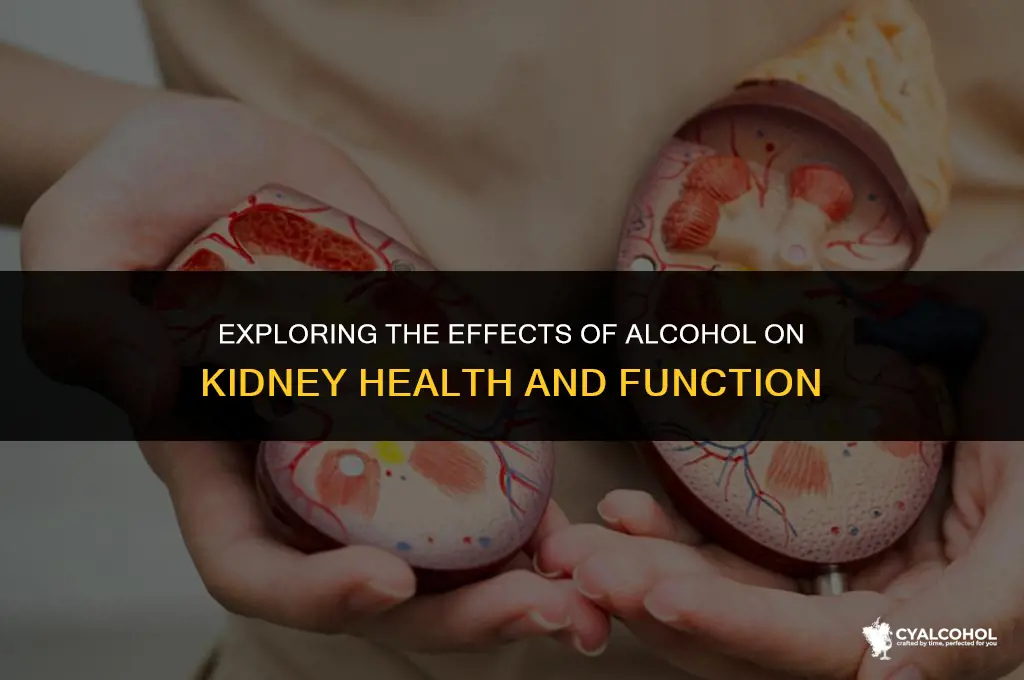does alcohol reduce kidney function
