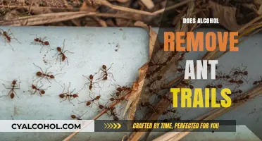 Eradicating Ant Trails: The Surprising Role of Alcohol