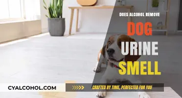 Can Alcohol Eliminate Dog Urine Odor? A Comprehensive Guide