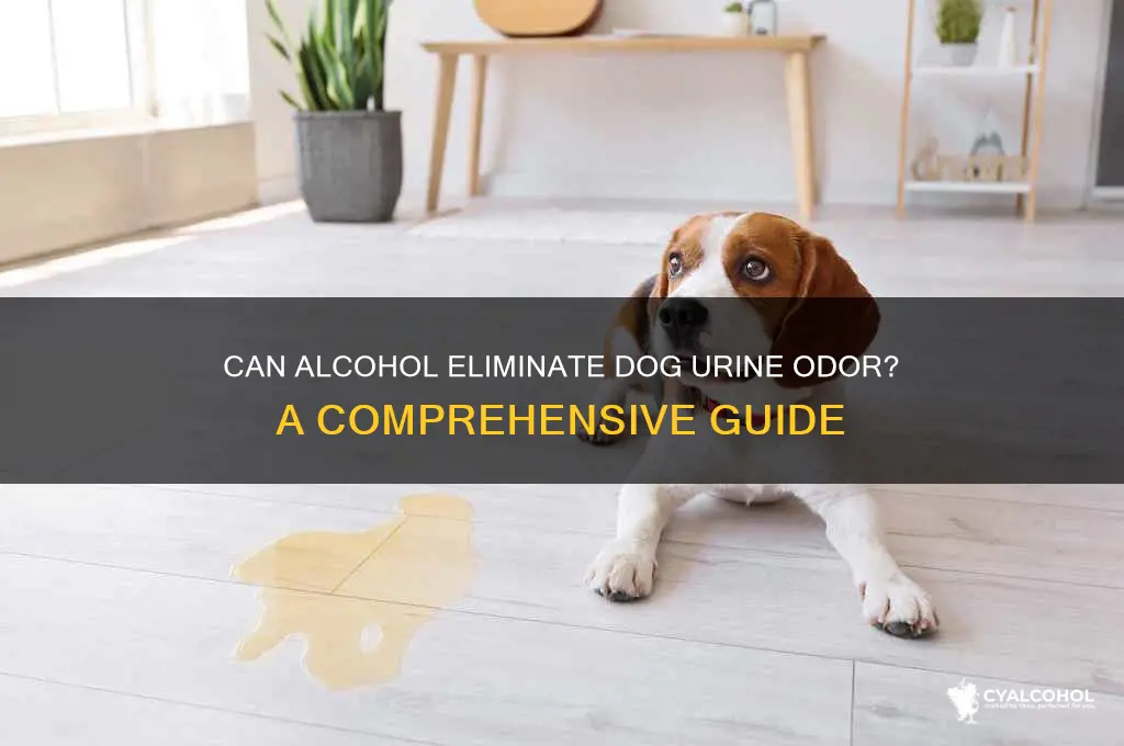 does alcohol remove dog urine smell