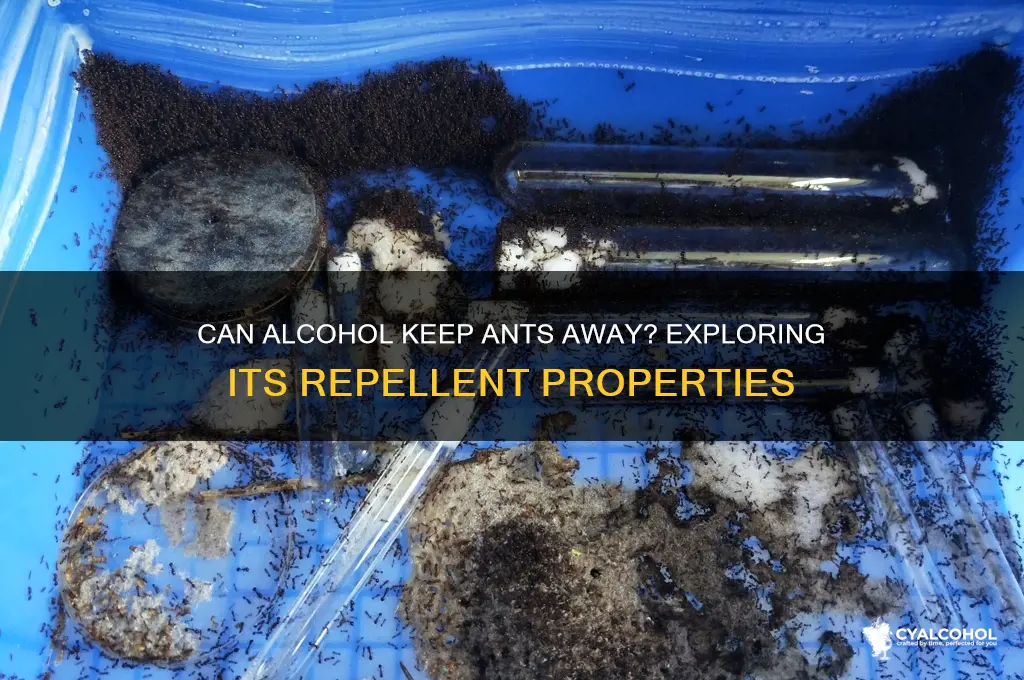 does alcohol repel ants