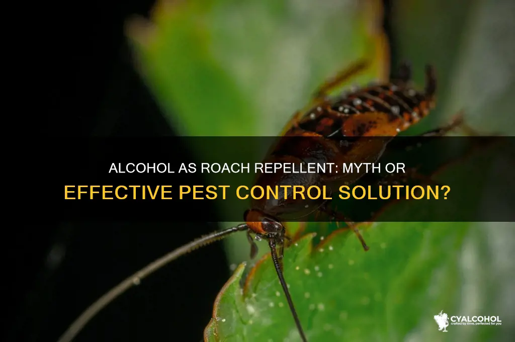 does alcohol repel roaches