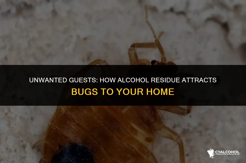 does alcohol residue attract bugs