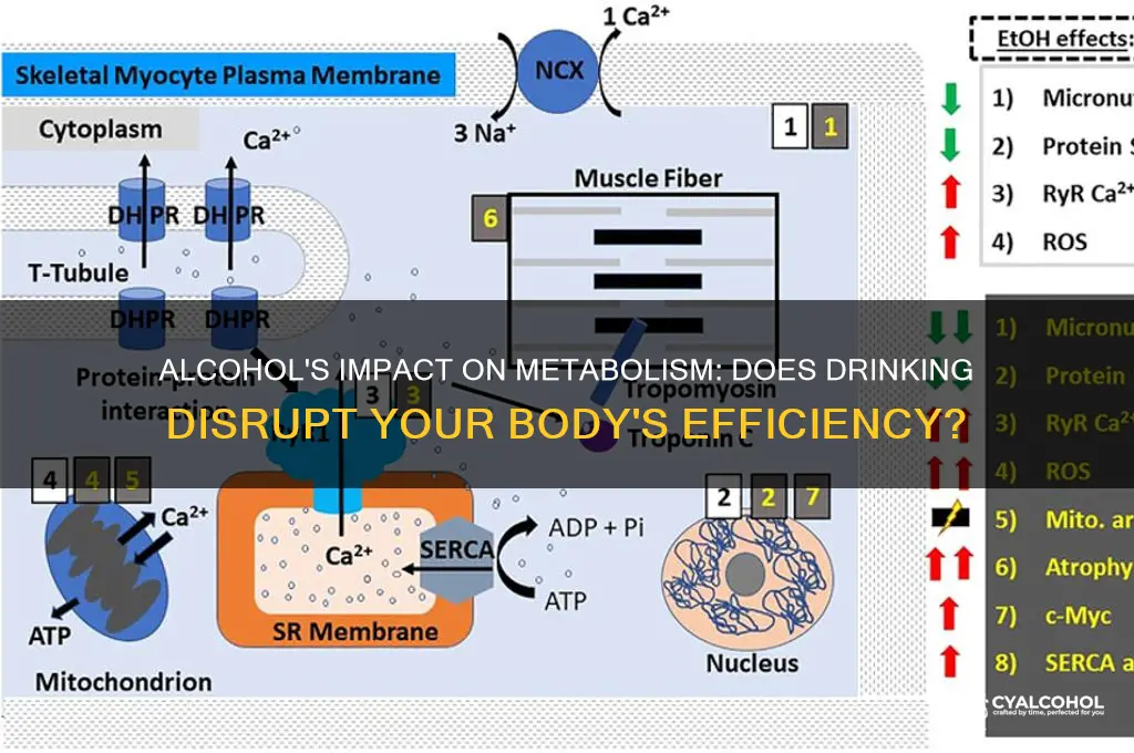 does alcohol ruin metabolism