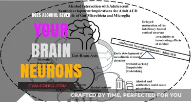 Alcohol's Impact: Does Drinking Sever Brain Neurons Permanently?