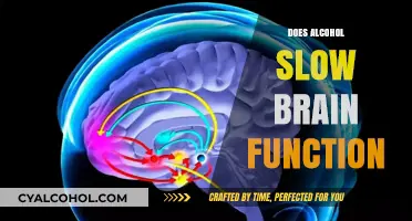 Exploring the Effects: Does Alcohol Really Slow Down Brain Function?