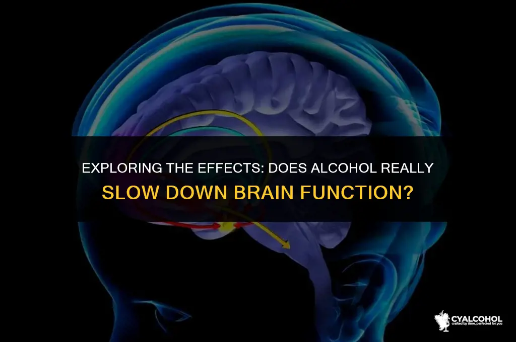 does alcohol slow brain function