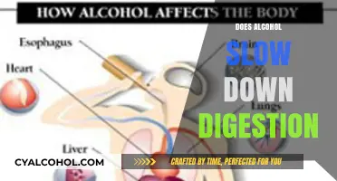 Unraveling the Effects of Alcohol on Digestive Health
