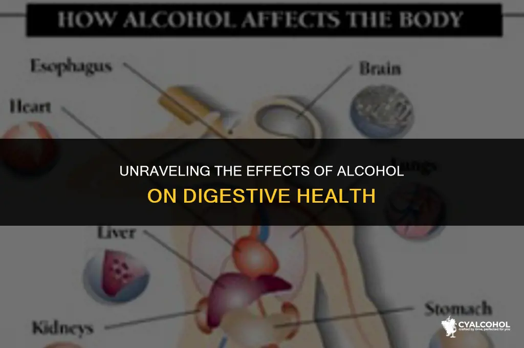 does alcohol slow down digestion