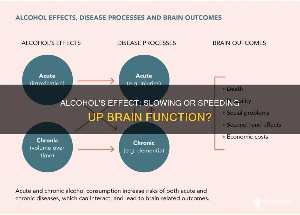 does alcohol slow down or speed up brain function
