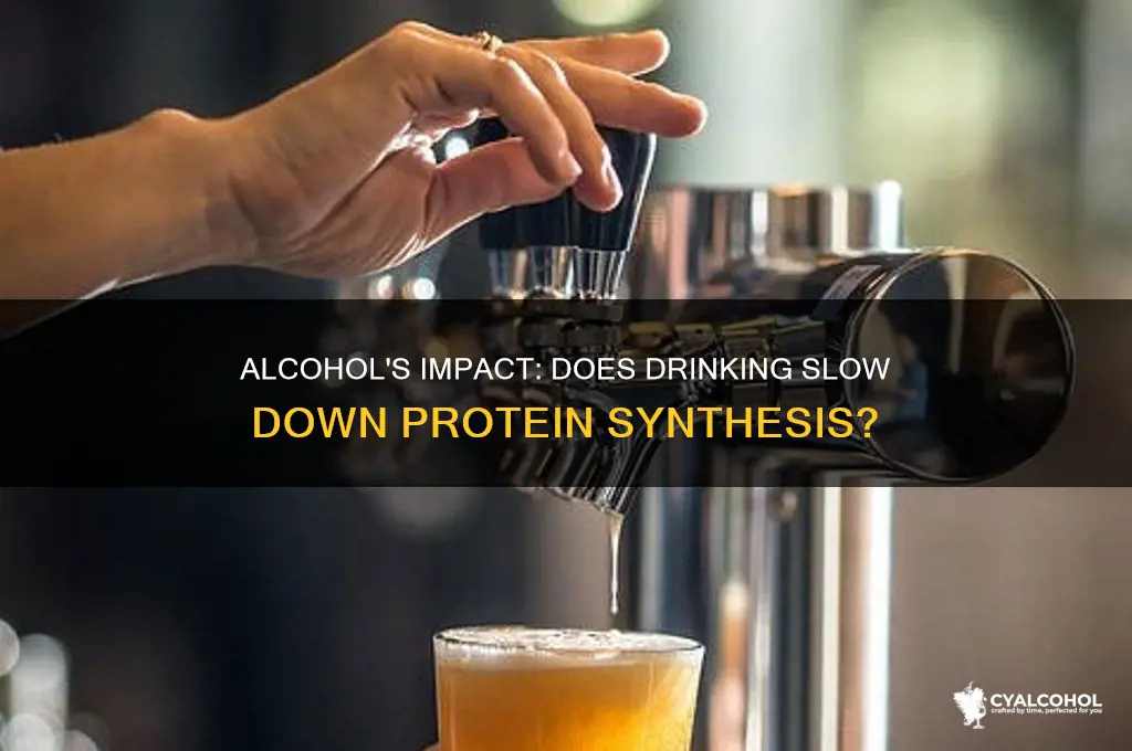 does alcohol slow down protein synthesis