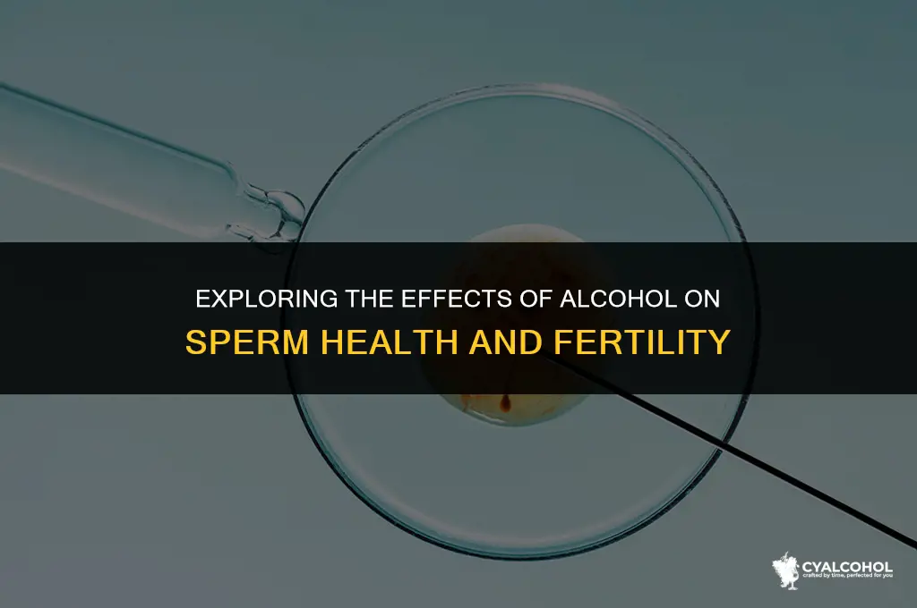 does alcohol slow down sperm