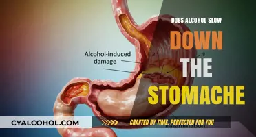 Alcohol's Impact: Does It Slow Down Stomach Digestion and Function?