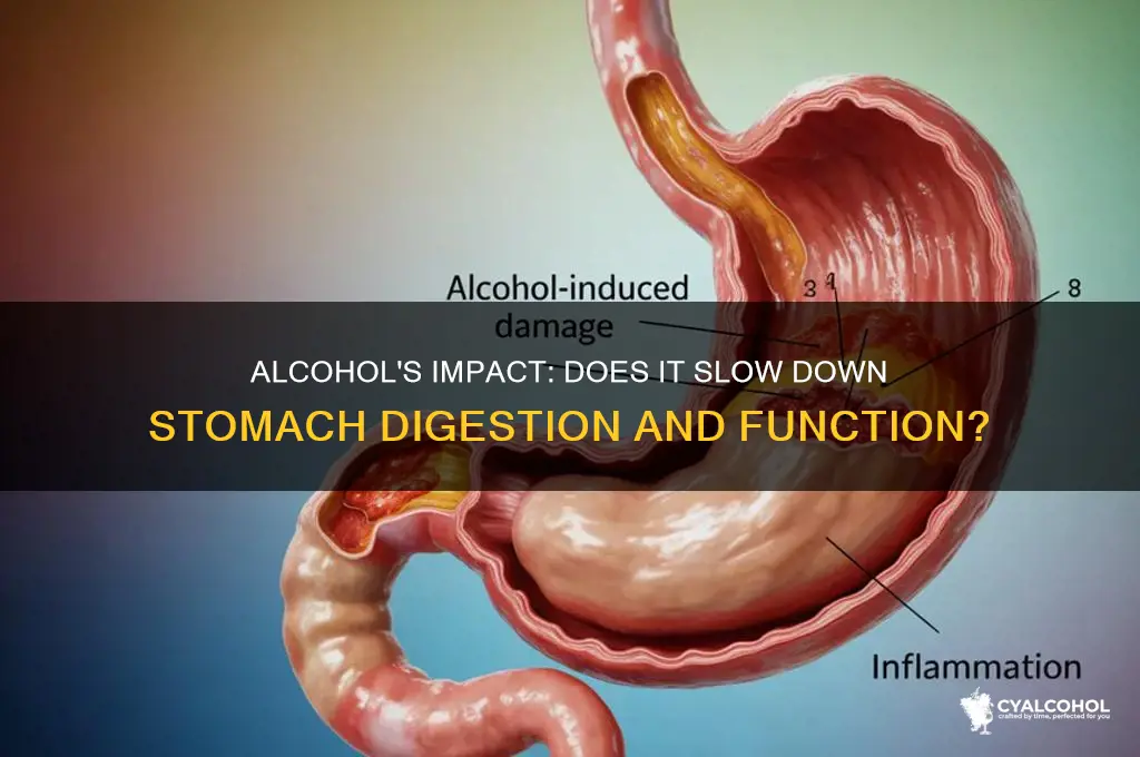 does alcohol slow down the stomache