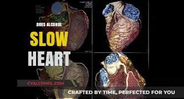 Does Alcohol Slow Your Heart Rate? Facts and Risks Explained