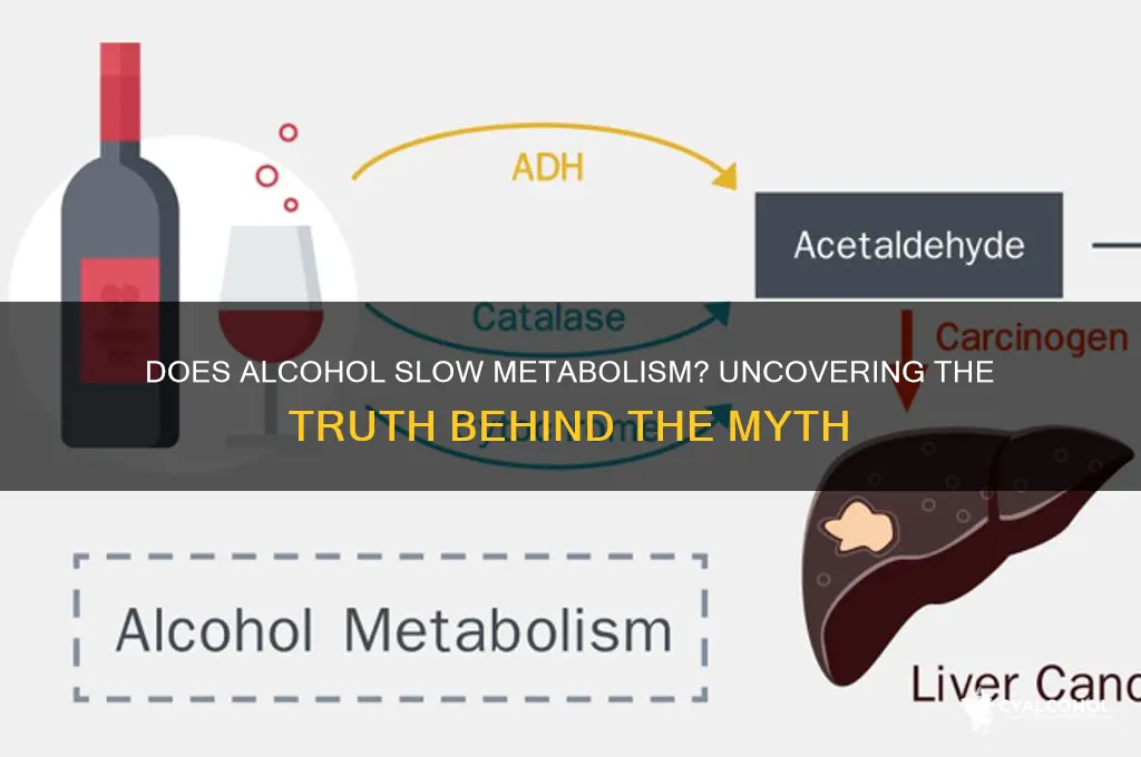 does alcohol slow metab