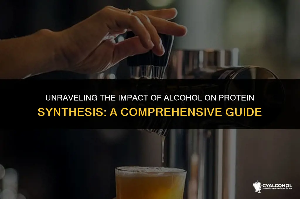 does alcohol slow protein synthesis