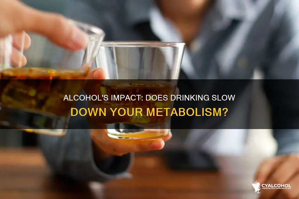 does alcohol slow your metabolism