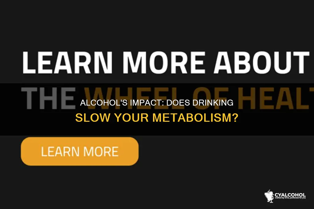 does alcohol slows metabolism