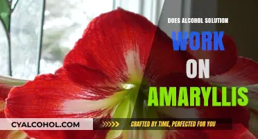 Alcohol Solution for Amaryllis: Effective Treatment or Harmful Myth?