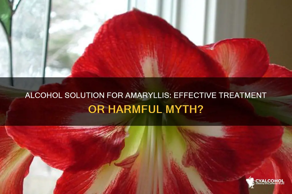 does alcohol solution work on amaryllis