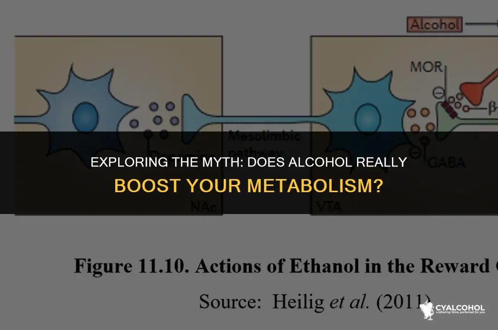 does alcohol spped up metabolism