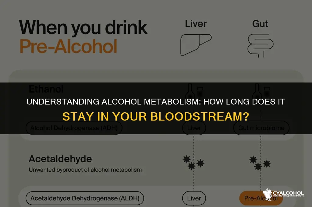 does alcohol stay in bloodstream
