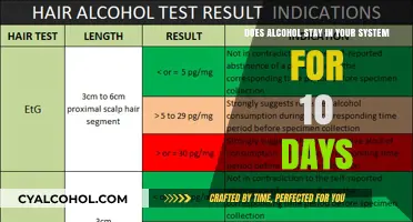 Alcohol in Your System: How Long Does it Last?