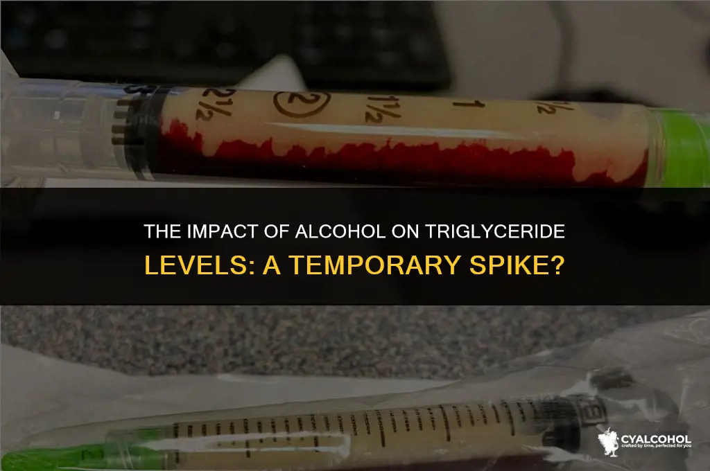 does alcohol temporarily raise triglycerides