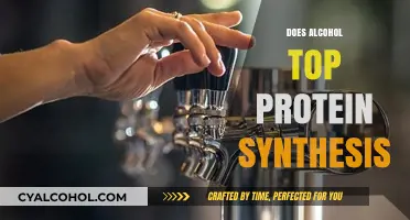 Unraveling the Myth: Alcohol's Impact on Protein Synthesis Explained