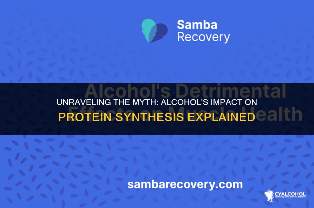 does alcohol top protein synthesis