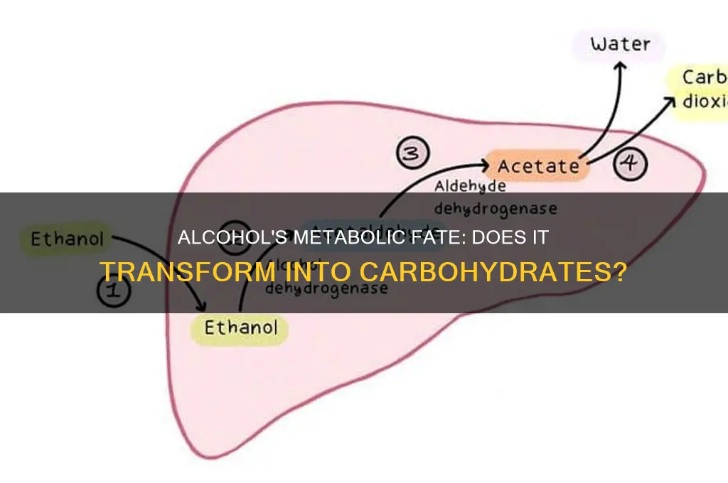 does alcohol turn into carbohydrates