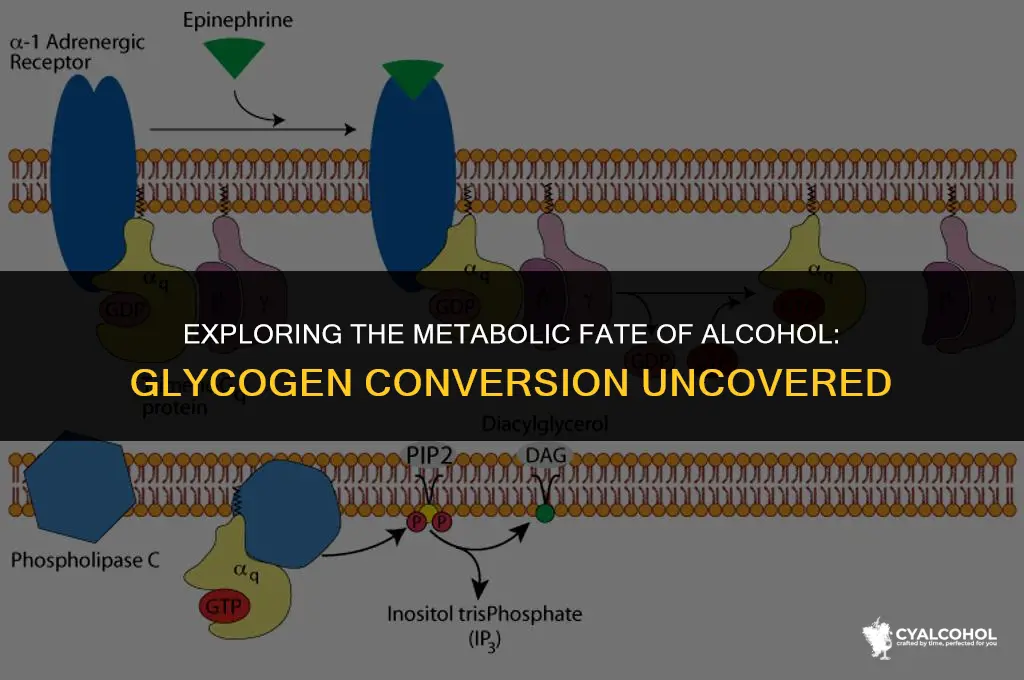 does alcohol turn into glycogen