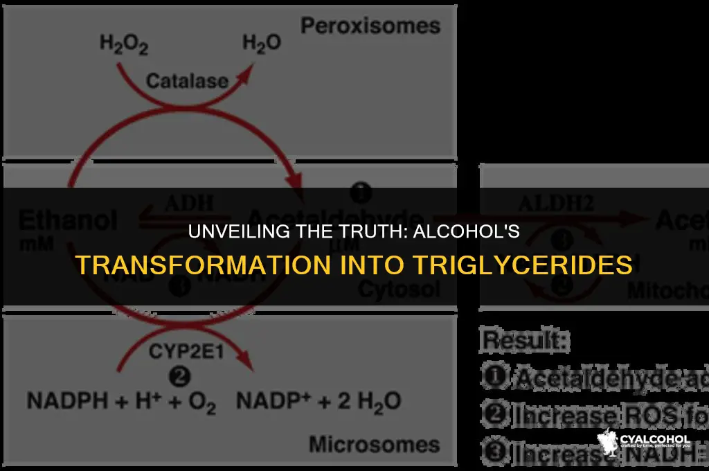 does alcohol turns into triglycerides
