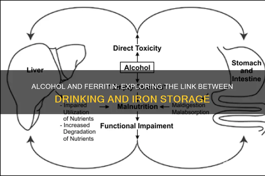 does alcohol usage increase ferritin levels