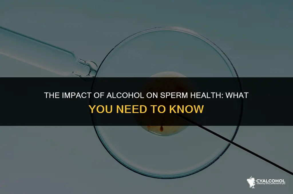 does alcohol weaken sperm cells