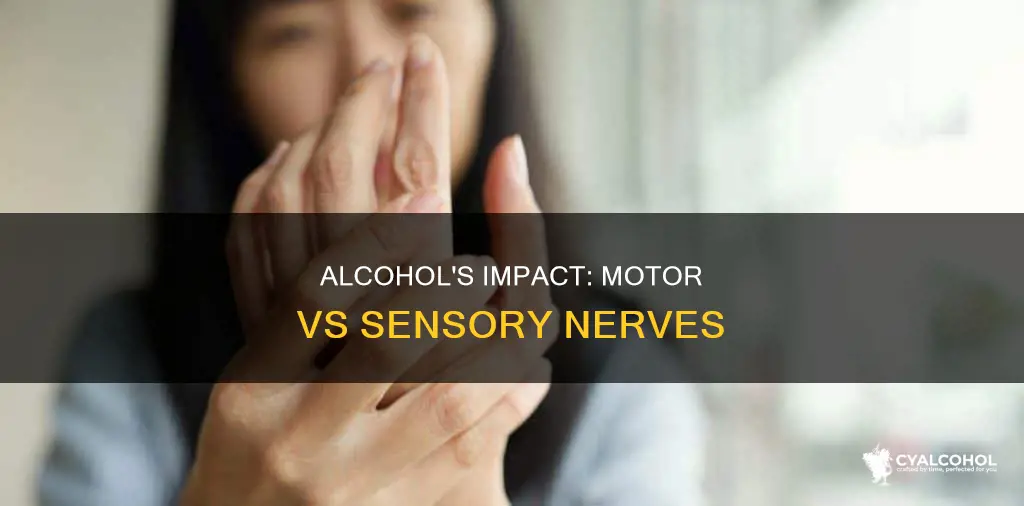 does alcoholic affext motor or sensory nerves the most